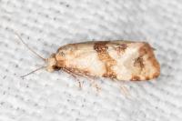 Phalonidia contractana