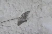 Alucita