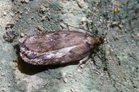 Depressaria