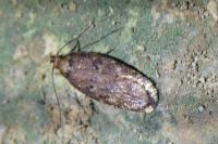 Depressaria