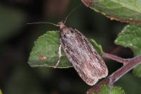 Depressaria