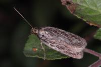 Depressaria