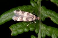 Oegoconia caradjai