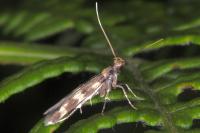 Oegoconia caradjai