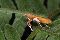 Caloptilia stigmatella