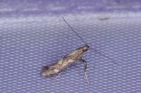 Calybites phasianipennella