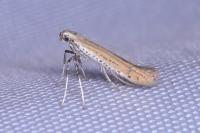 Aspilapteryx tringipennella
