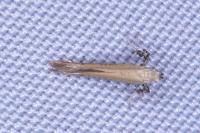 Aspilapteryx tringipennella