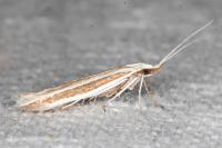 Coleophora bilineella