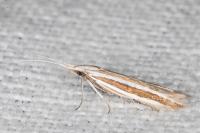 Coleophora bilineella