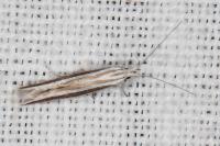 Coleophora bilineella