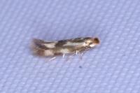 Bucculatrix nigricomella