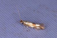 Bucculatrix nigricomella
