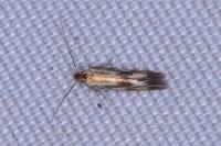 Bucculatrix nigricomella