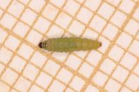 Argyresthia trifasciata