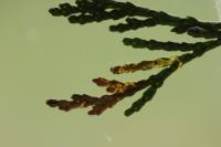 Argyresthia trifasciata