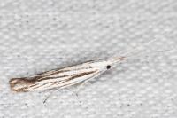 Coleophora strigosella