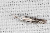 Coleophora strigosella