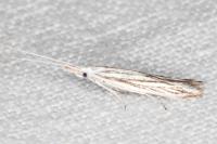 Coleophora strigosella