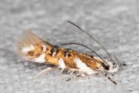 Isidiella divitella