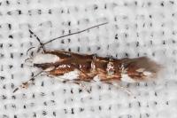 Isidiella divitella