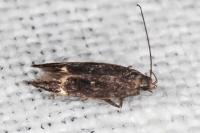 Aproaerema anthyllidella