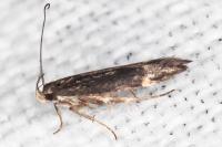Aproaerema anthyllidella