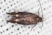 Aproaerema anthyllidella