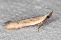 Mesophleps corsicella