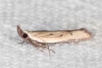 Mesophleps corsicella
