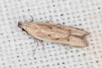 Mesophleps corsicella