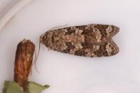 Cnephasia asseclana