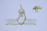 Cnephasia asseclana