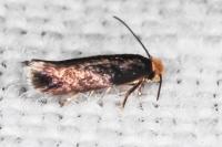 Stigmella