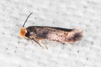 Stigmella