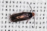 Stigmella
