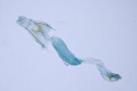 Coleophora ochripennella