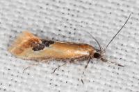 Batia lambdella