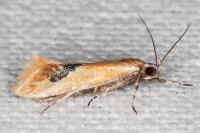 Batia lambdella