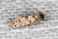 Eumasia parietariella