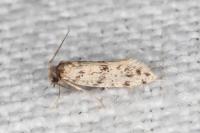 Eumasia parietariella