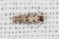 Eumasia parietariella