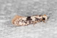 Infurcitinea atrifasciella