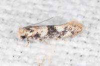 Infurcitinea atrifasciella
