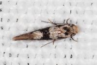 Infurcitinea atrifasciella