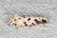 Nemapogon nevadellus