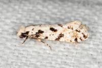 Nemapogon nevadellus