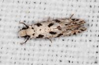 Nemapogon nevadellus
