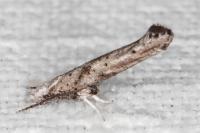 Paradoxus osyridellus