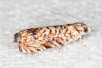 Pammene gallicolana